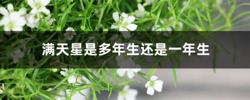 满天星是多年生还是一年生，如何做干花