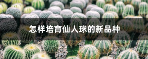 怎样培育仙人球的新品种